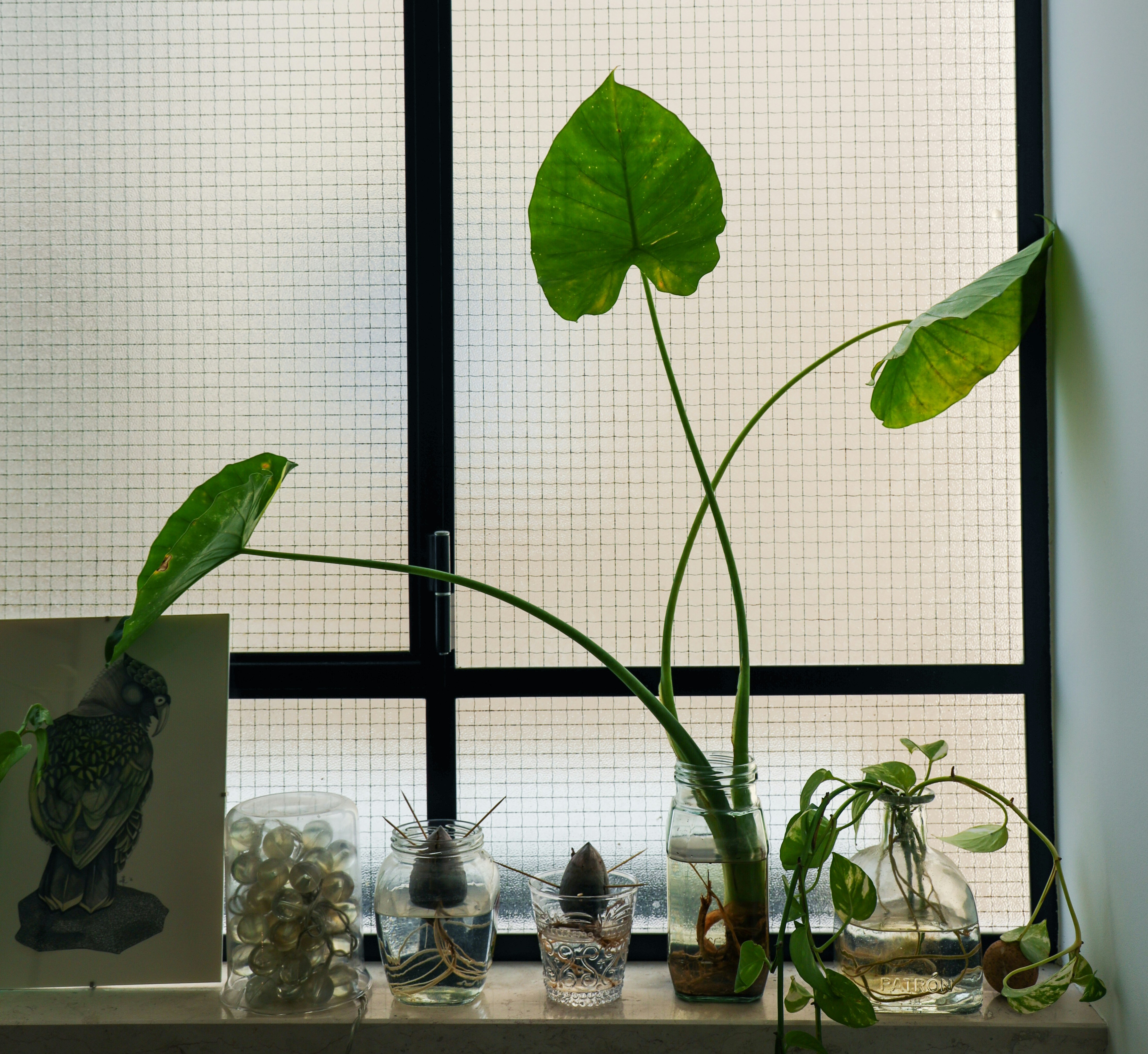 Design That Speaks Growth